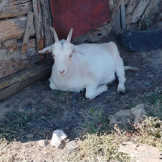Коза и козел