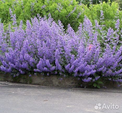 Котовник фассена Six Hills Giant