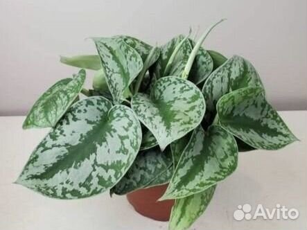 Сциндапсус экзотика