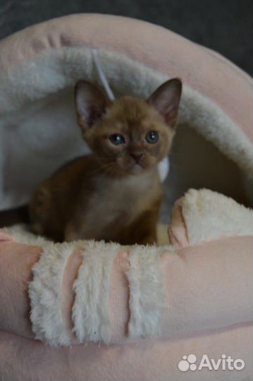 Бурманская