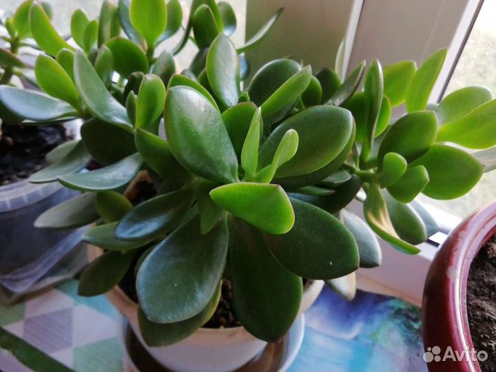 Денежное дерево