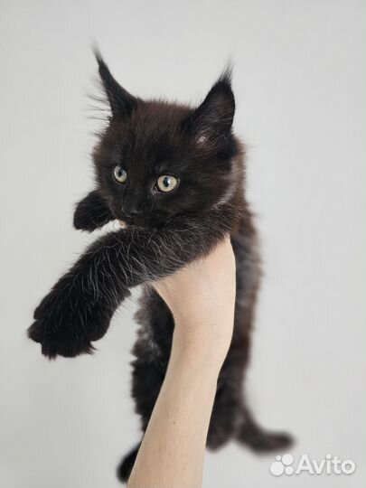 Котенок мейкун (девочка)