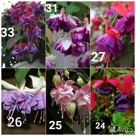 Фуксия укорененный черенок