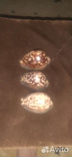 Ципрея Мавританская(морская раковина)