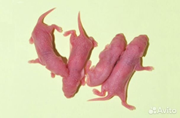 Кормовые мыши, крысы, цыплята в Тольятти