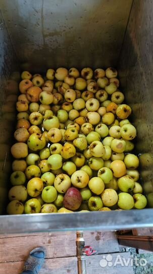 Яблочный уксус 100 качество