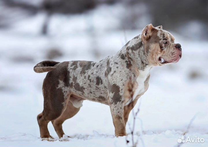 Американский булли