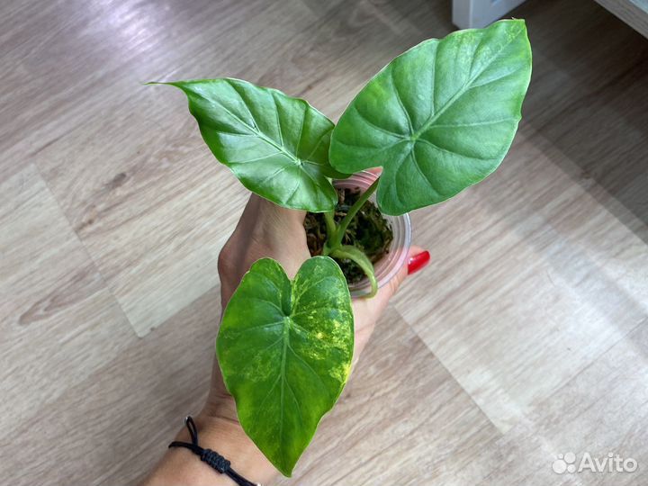 Алоказия гагеана вариегатная