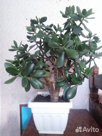 Денежное дерево толстянка