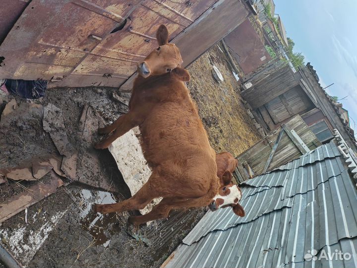 Телята телки