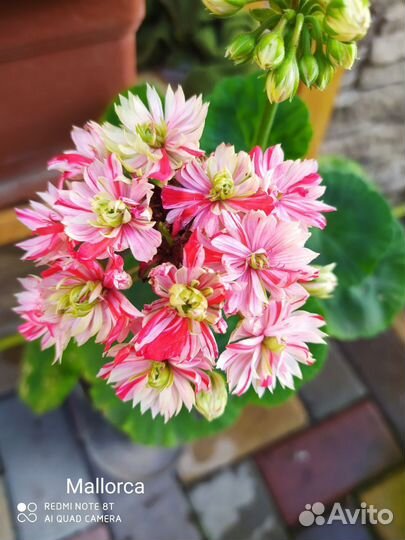 Пеларгония герань