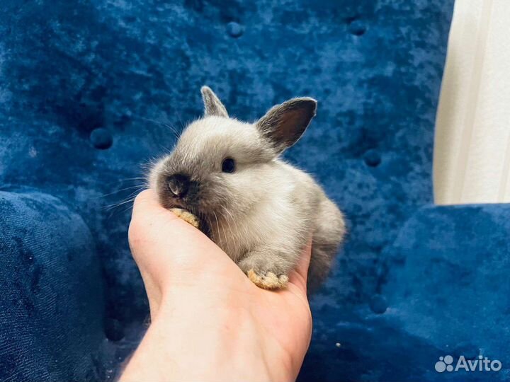 Кролики мини ручные. Большой выбор