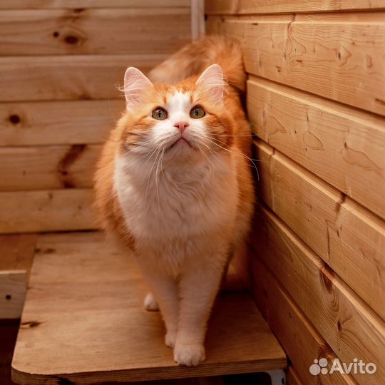 Кот Рыжик в поисках дома