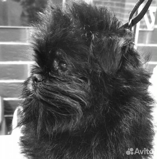 Стрижка собак, тримминг, шоу груминг