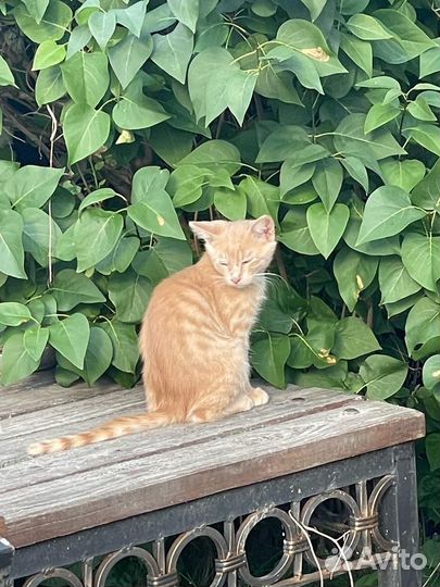 Отдам бесплатно