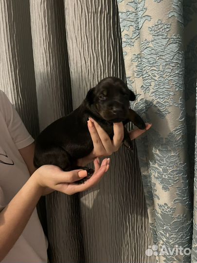 Щенки добермана