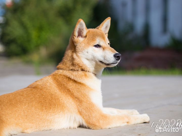 Щенки сиба ину