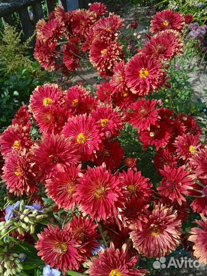 Хризантемы многолетние