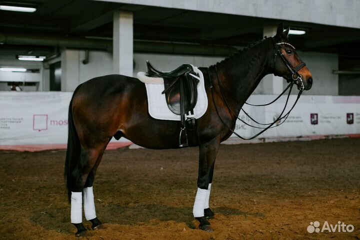 Выездковый мерин