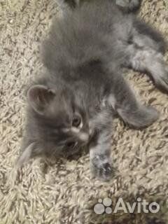 В добрые руки