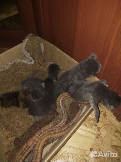 Кошка в дар бесплатно