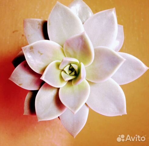 Graptoveria 'Inti Platense'