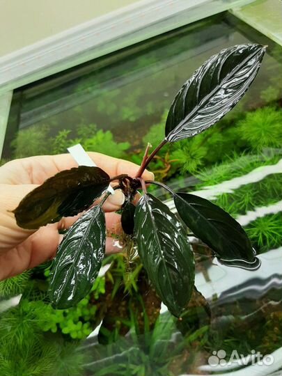 Эхинодорусы, буцефаландры и др