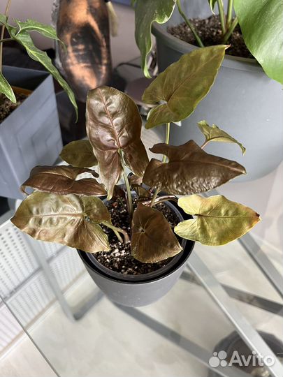 Сингониум Brocant