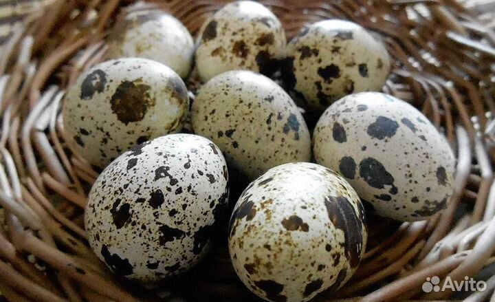 Упаковщик яиц работа в Перми