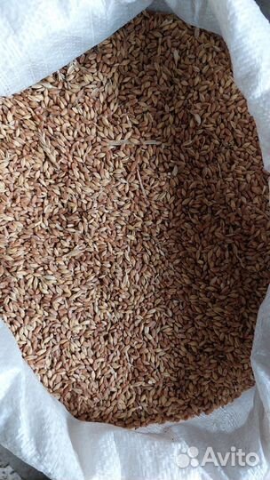 Зерно пшеница ячмень