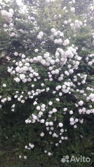 Калина бульдонеж