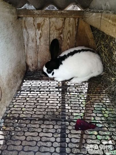 Кролики породы немецкий пестрый строкач