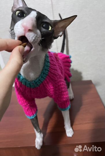 Теплое платье для собаки или кошки