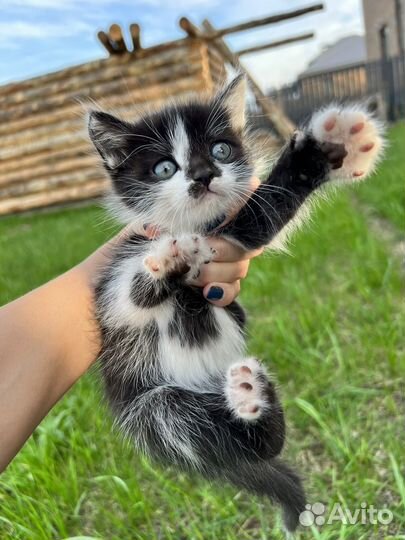 Кошка в дар бесплатно