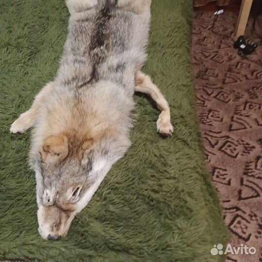 Шкура Волка