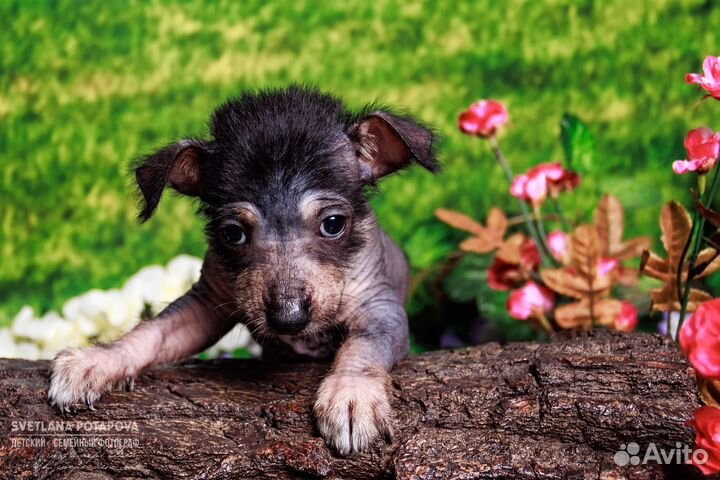 Ксоло-щенок