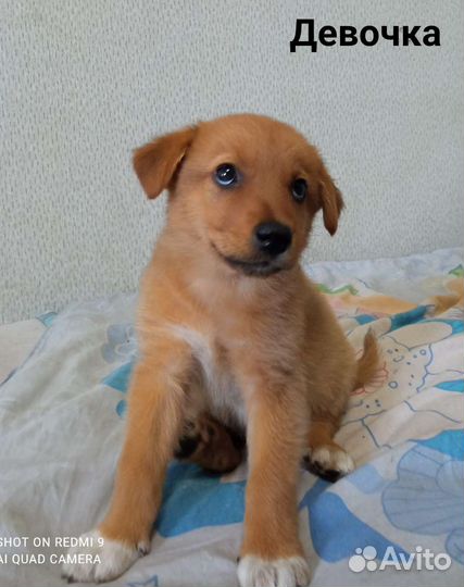 Щенки в добрые руки