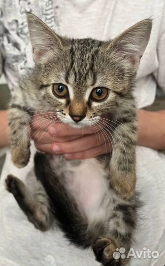 Тигрица ищет семью