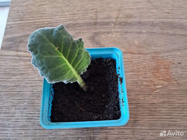 Спатифиллум, глоксиния