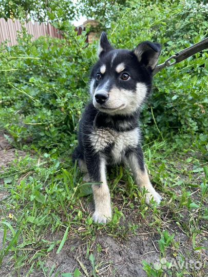 Собака щенок маленький мальчик