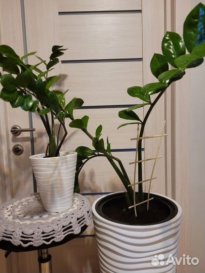 Комнатные растения цветы