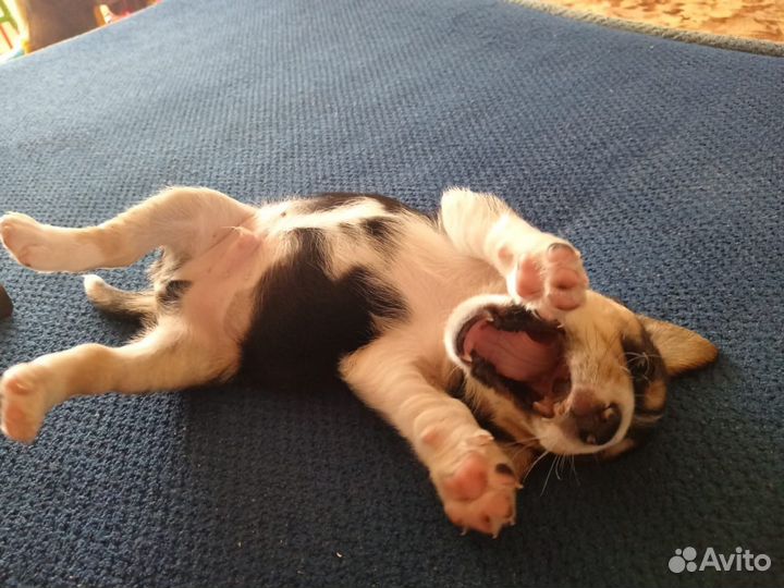 Щенки бигль