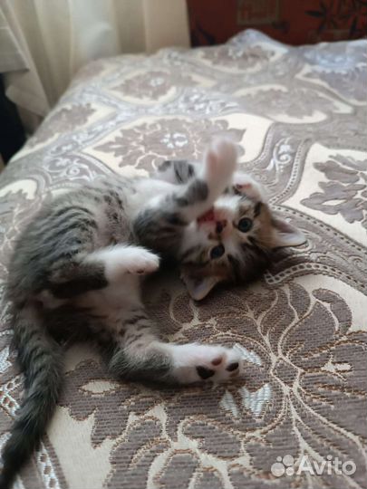 Котята от вислоухой кошки