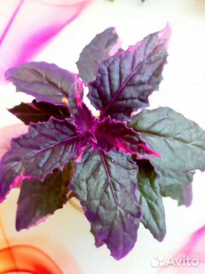 Гинура или синяя птица (комнатные цветы)