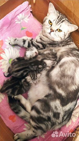 Шотландский кот вязка