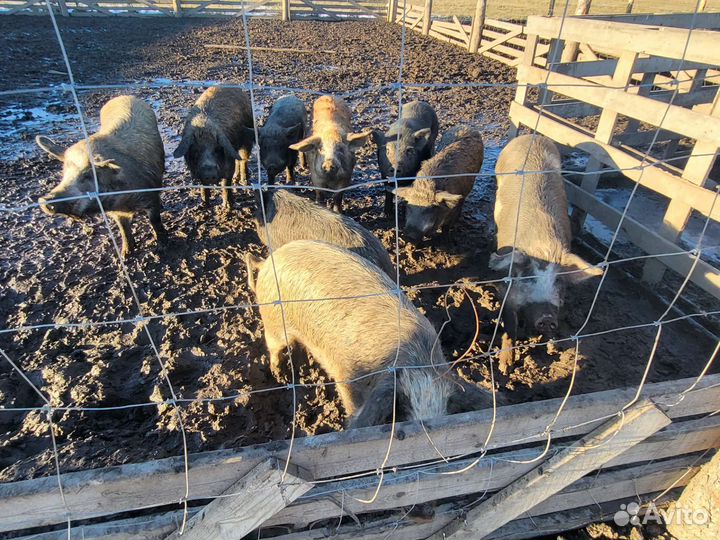 Продажа готовый бизнес (цепочка сырьё - продукция)