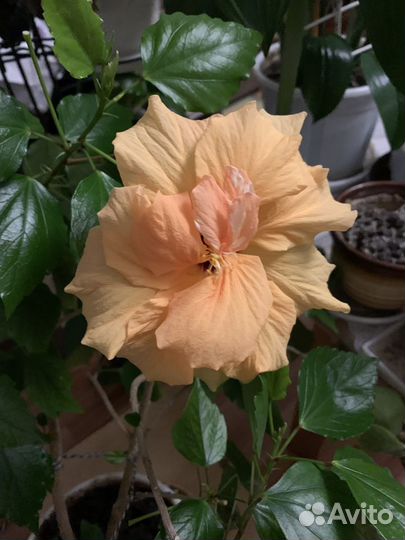 Сортовые гибискусы