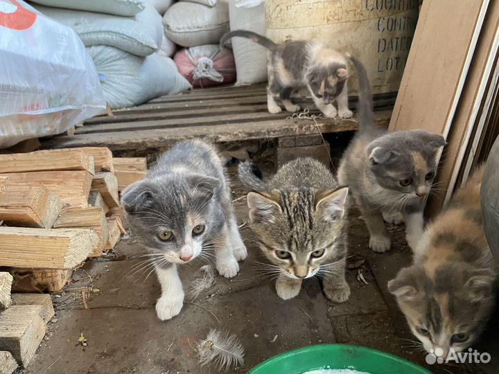 Кошка