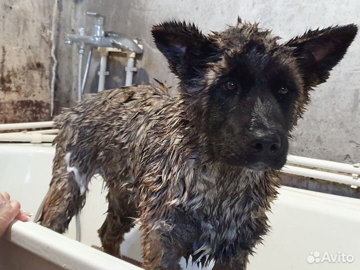 Гигиенический Груминг. Вычес собак и кошек