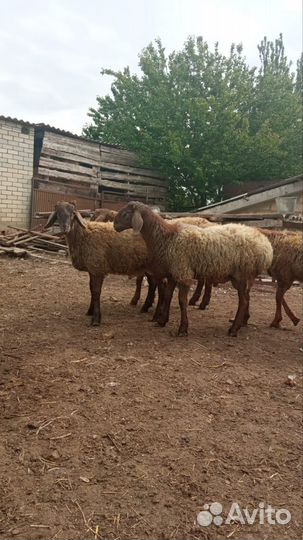 Баранчики на племя 4,5 месяца